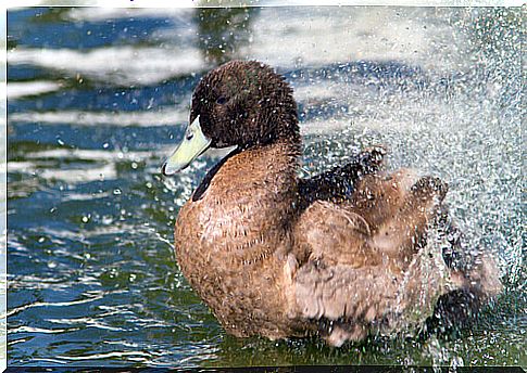 Dados importantes para cuidar patos