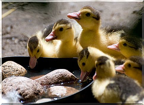 Cuidar de patos requer atenção na alimentação