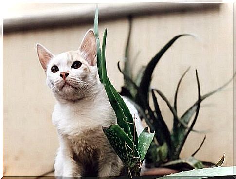 Does aloe vera bring any benefit to our pets?