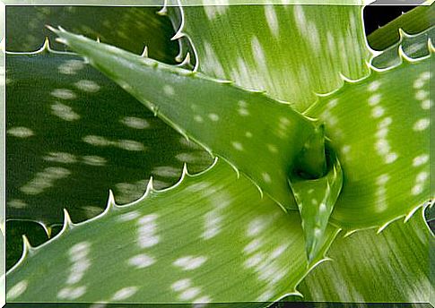 aloe vera or aloe