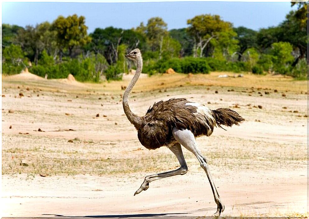 Does the ostrich bury its head in the ground?  Truth or myth