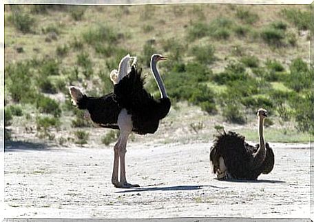 Ostrich procession.