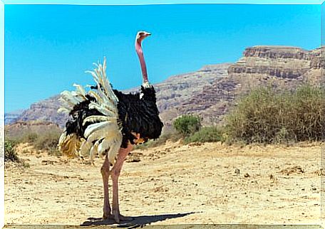 Ostriches don't bury their heads.