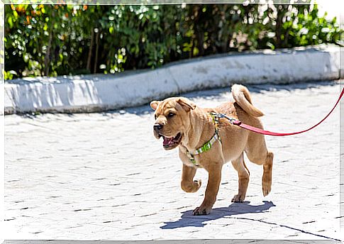 dog on a leash