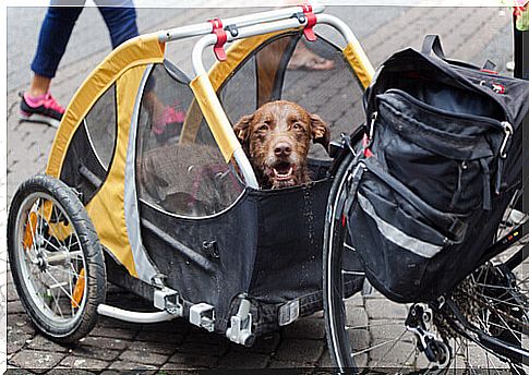 Dog cycled all over Peru