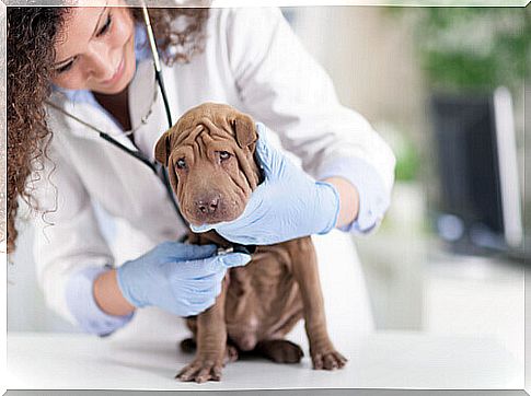 veterinarian