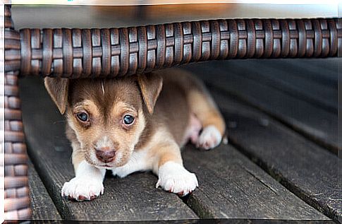 Puppy hiding under a piece of furniture