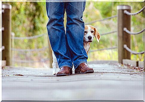 dog hiding behind the owner