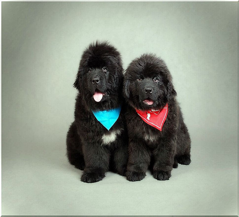 Newfoundland puppies