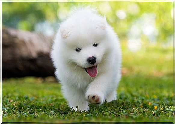 Samoyed cub: looks like a teddy bear