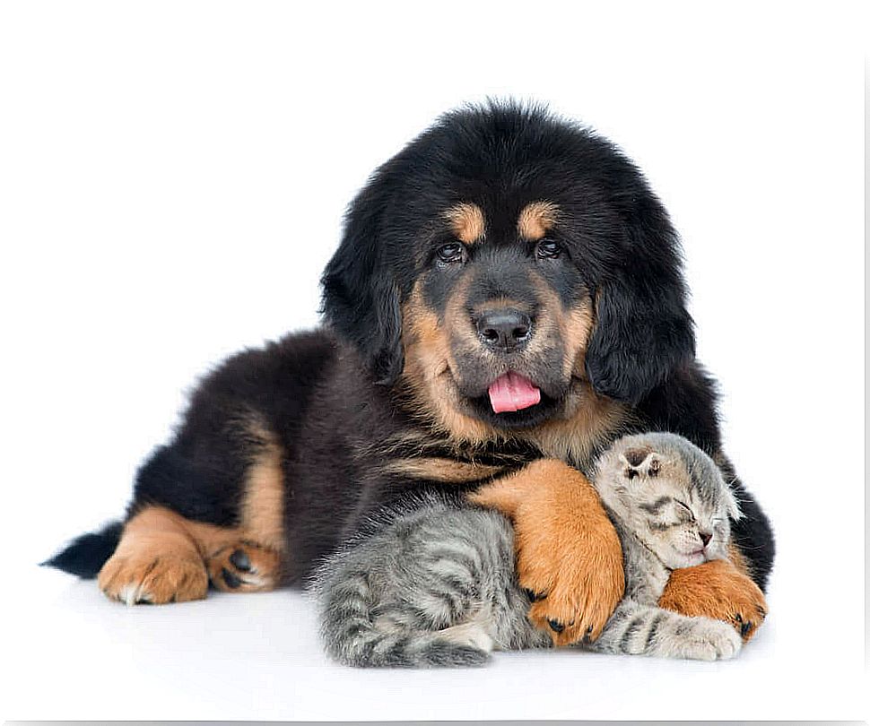 Tibetan Mastiff