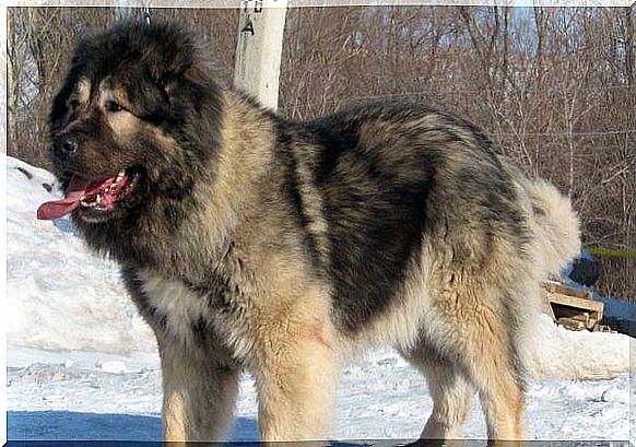 caucasian shepherd