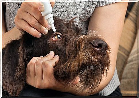 Owner applying eye drops to dog