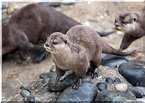 Eastern dwarf otter: characteristics, behavior and habitat