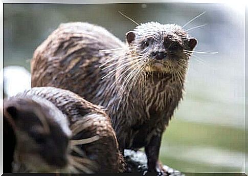 Eastern Dwarf Otter Characteristics