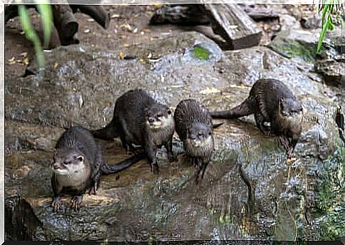 otter group