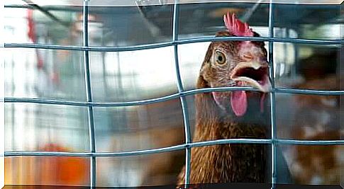 End of animal cages in Europe