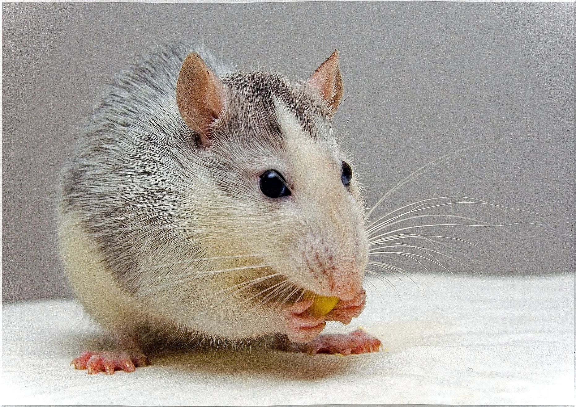 Environmental enrichment for rats