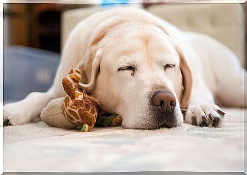 Everything You Should Know About Your Dog's Sleep