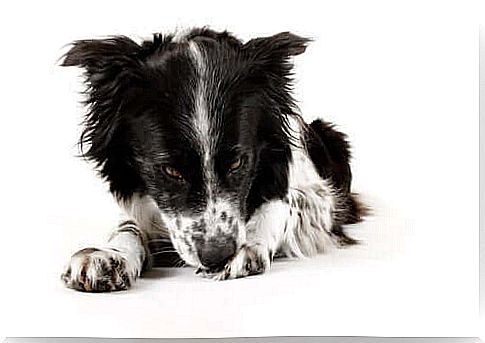 Excessive hygiene in dogs: how to prevent and treat