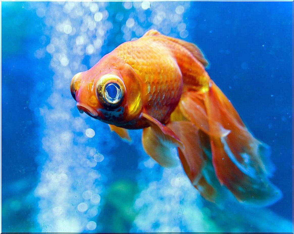 An example of exophthalmos in fish.