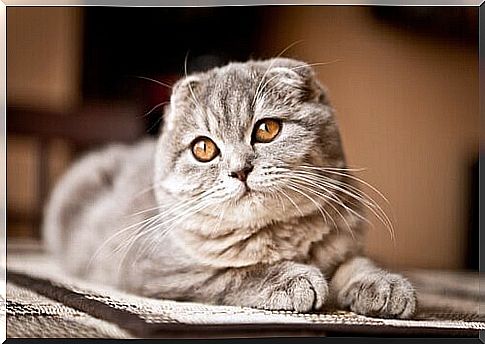 Scottish fold