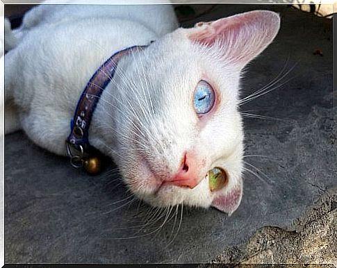 cat with eyes of different colors