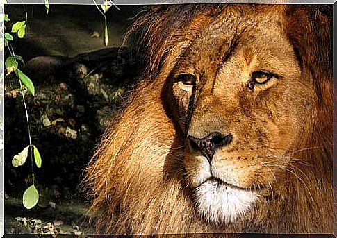 famous animals in fantastic literature: the lion Aslan