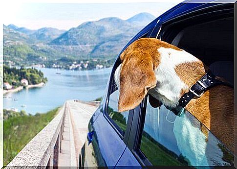 dog traveling by car