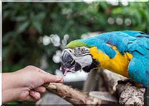 Four questions before you have a parrot as a pet