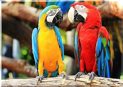 Macaws