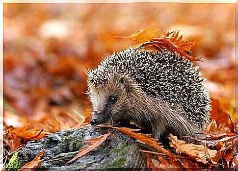 Curiosities about the hedgehog: habitat, characteristics and behavior