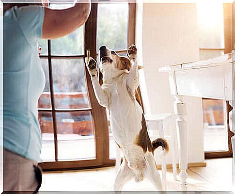 owner playing with her dog