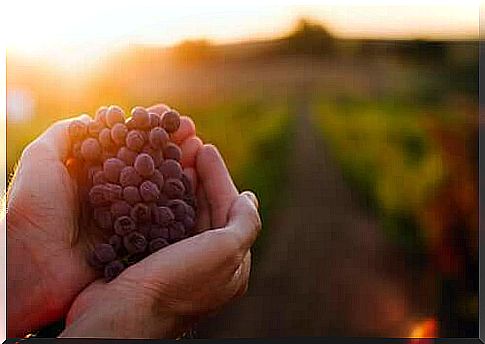 Grape marc to feed cattle