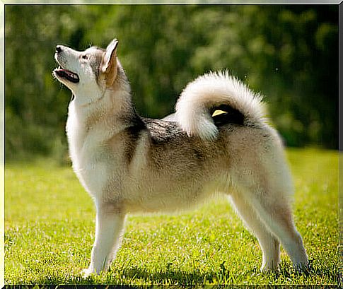 Siberian Husky