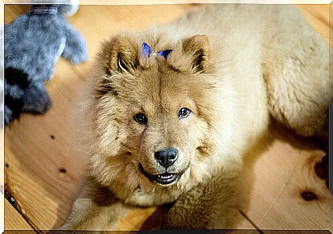 female chow chow