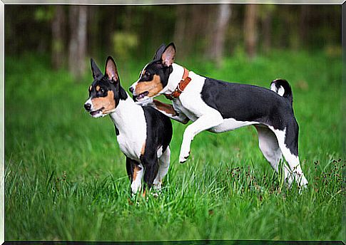 Basenji