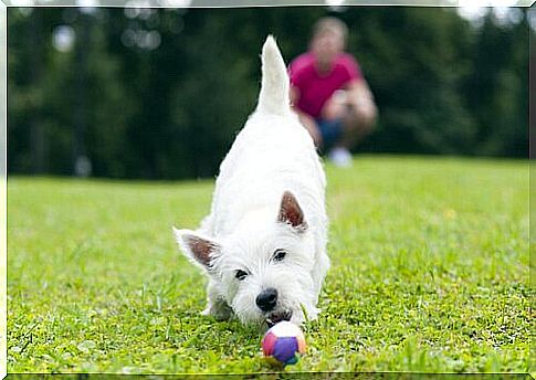 dog and ball in garden