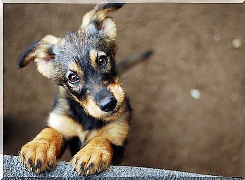 O cachorro, a primeira domesticação