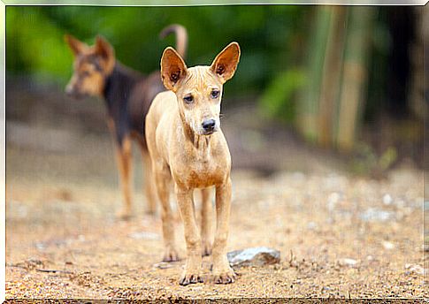 Tribute to abandoned dogs in Mexico