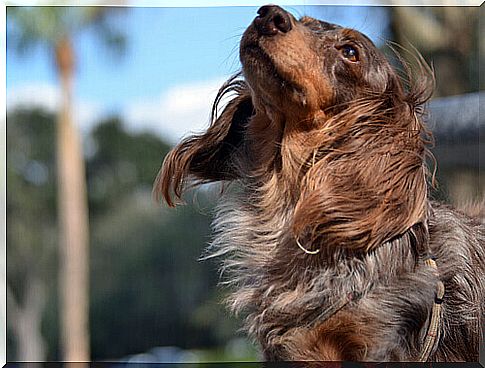 dog in the wind