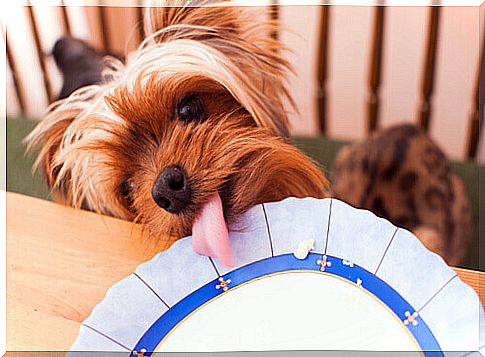 dog licking plate