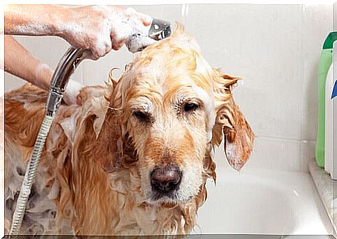 Homemade shampoo for your dog