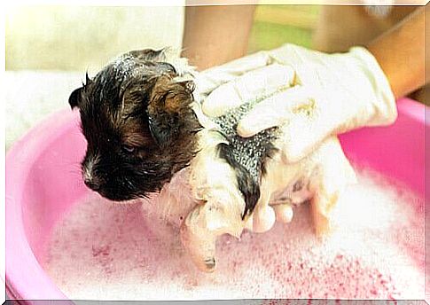 puppy bath