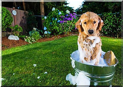 dog taking a shower