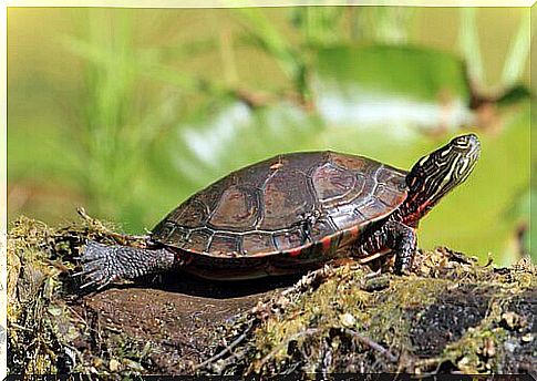 Some types of domestic turtle