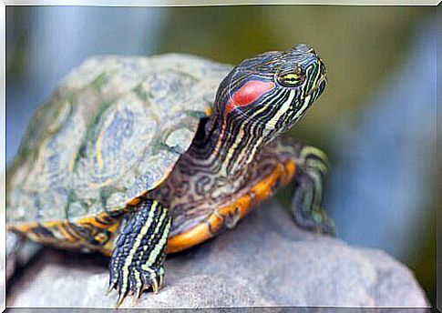 red ear turtle