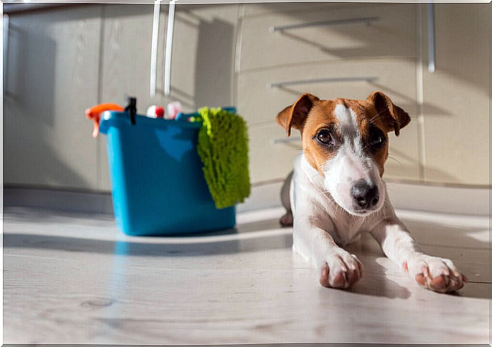 Household products that can be harmful to pets