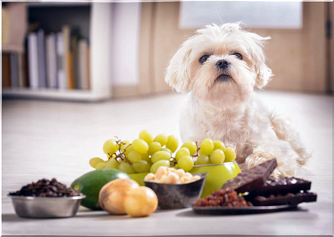 Some foods are toxic to pets.