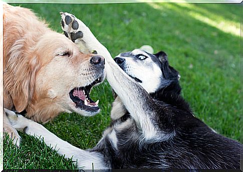 dogs fight